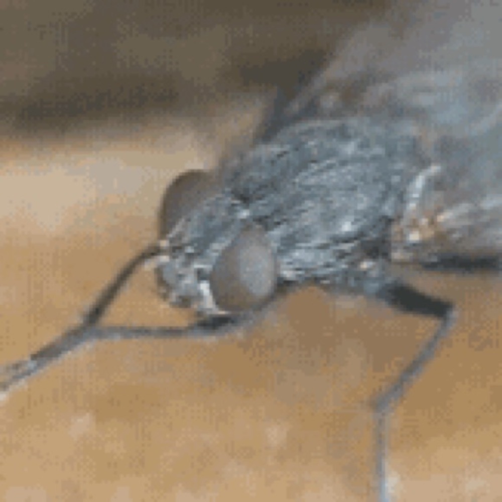 Meet your Posher, Phoebe